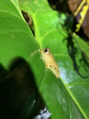 Anomalous Glassfrog photo 2