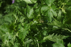 Delphinium speciosum
