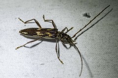 Coptocercus rubripes