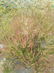 Lepidium bonariense