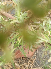 Lepidium bonariense