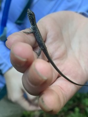 Potamites strangulatus