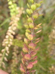 Lepidium bonariense