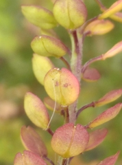 Lepidium bonariense