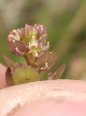 Lepidium bonariense