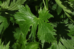 Delphinium speciosum
