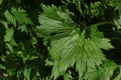 Delphinium speciosum