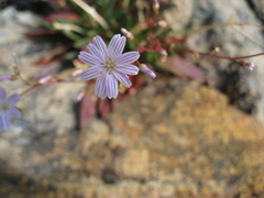 Lewisia columbiana