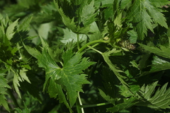 Delphinium speciosum