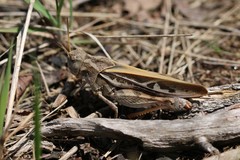 Pardalophora apiculata