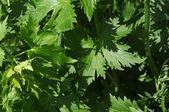 Delphinium speciosum