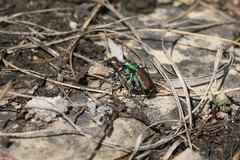 Cicindela splendida