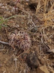 Lepidagathis trinervis