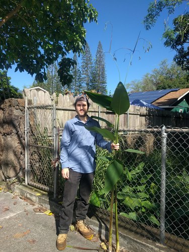 Thalia geniculata observed 2022-01-09