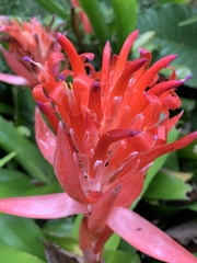 Billbergia pyramidalis