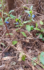 Billardiera heterophylla