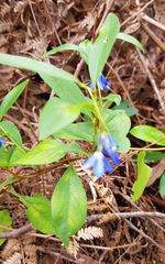 Billardiera heterophylla