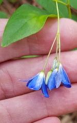 Billardiera heterophylla