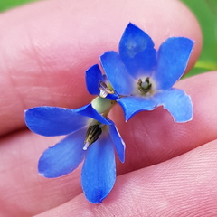 Billardiera heterophylla