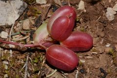 Astragalus bibullatus