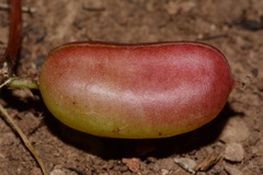 Astragalus bibullatus