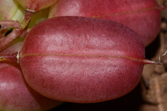 Astragalus bibullatus