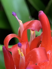 Billbergia pyramidalis