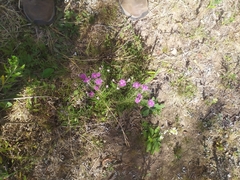Lessingianthus plantaginodes