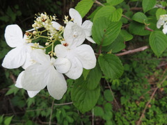 Viburnum plicatum