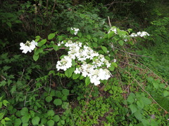 Viburnum plicatum