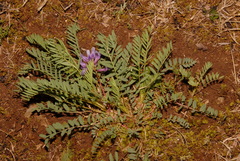 Astragalus bibullatus