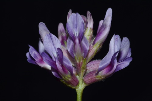 Image of Limestone Glade Milkvetch (Astragalus bibullatus) by (c) Brian Finzel, some rights reserved (CC BY-SA)