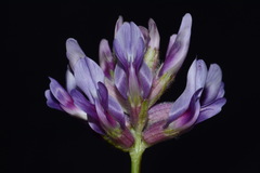 Astragalus bibullatus