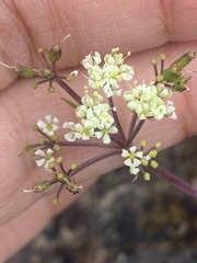 Ottoa oenanthoides