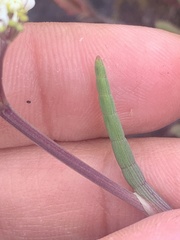 Ottoa oenanthoides