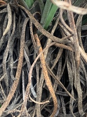 Ottoa oenanthoides