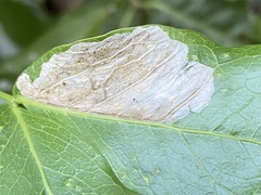Eucosmophora pithecellobiae
