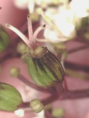 Ottoa oenanthoides