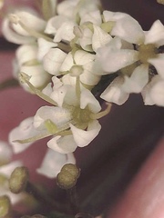 Ottoa oenanthoides