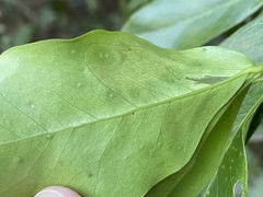 Eucosmophora pithecellobiae
