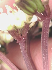 Ottoa oenanthoides