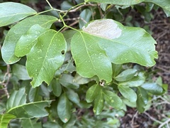 Eucosmophora pithecellobiae