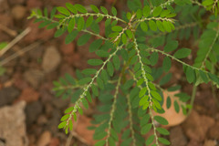 Phyllanthus debilis