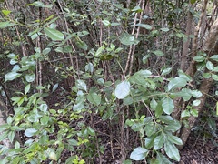Bourreria succulenta image
