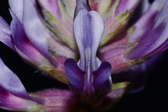 Astragalus bibullatus