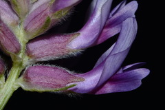 Astragalus bibullatus