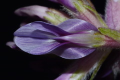 Astragalus bibullatus