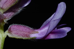 Astragalus bibullatus