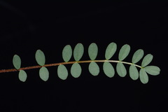 Astragalus bibullatus