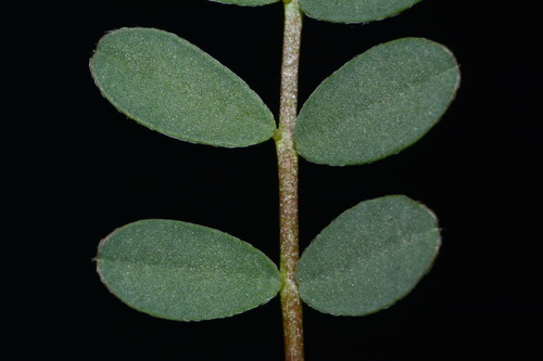 Image of Limestone Glade Milkvetch (Astragalus bibullatus) by (c) Brian Finzel, some rights reserved (CC BY-SA)